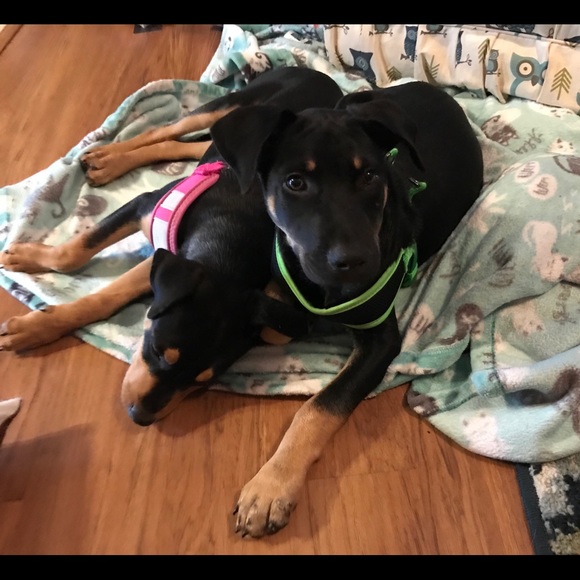 Meet your Posher, Carol - Picture 7 of 12